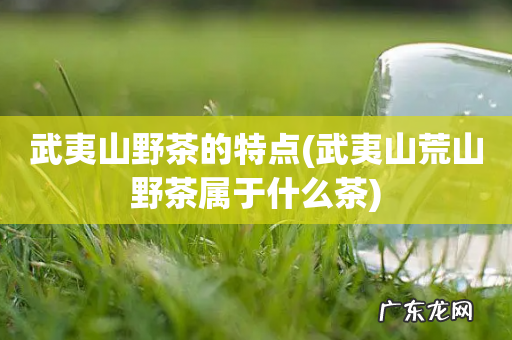 武夷山荒山野茶属于什么茶 武夷山野茶的特点