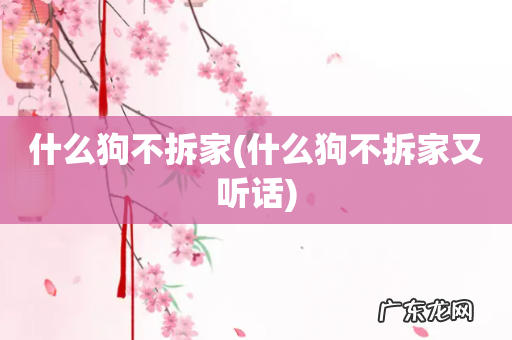什么狗不拆家又听话 什么狗不拆家