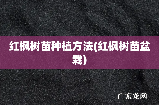 红枫树苗盆栽 红枫树苗种植方法