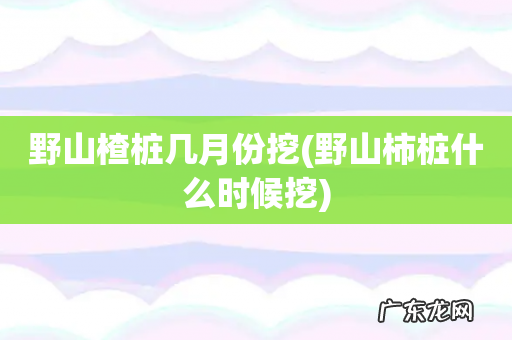 野山柿桩什么时候挖 野山楂桩几月份挖