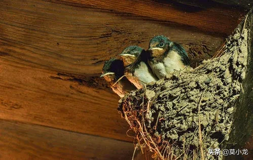 燕子喜欢在人类屋檐下建窝吗,为什么,对住户有什么影响?