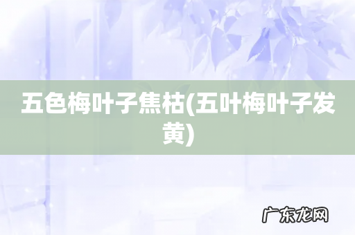 五叶梅叶子发黄 五色梅叶子焦枯
