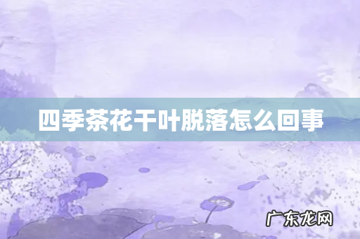 四季茶花干叶脱落怎么回事