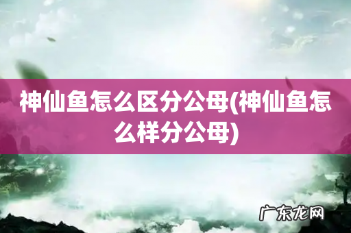 神仙鱼怎么样分公母 神仙鱼怎么区分公母
