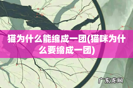 猫咪为什么要缩成一团 猫为什么能缩成一团