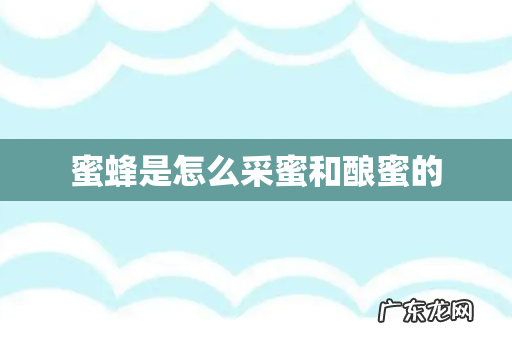 蜜蜂是怎么采蜜和酿蜜的