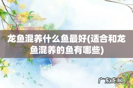 适合和龙鱼混养的鱼有哪些 龙鱼混养什么鱼最好