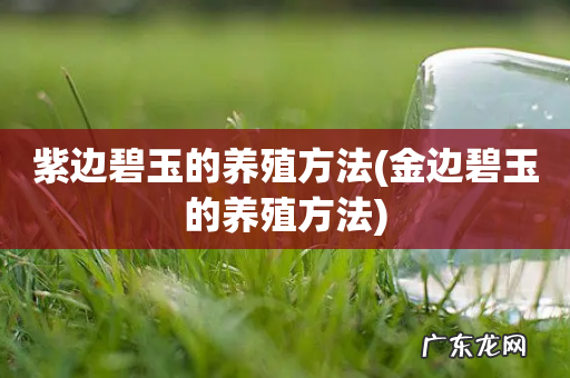 金边碧玉的养殖方法 紫边碧玉的养殖方法