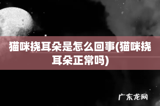 猫咪挠耳朵正常吗 猫咪挠耳朵是怎么回事