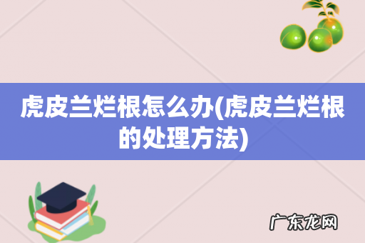 虎皮兰烂根的处理方法 虎皮兰烂根怎么办