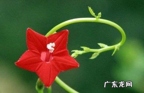 初中英语教师就业前景?