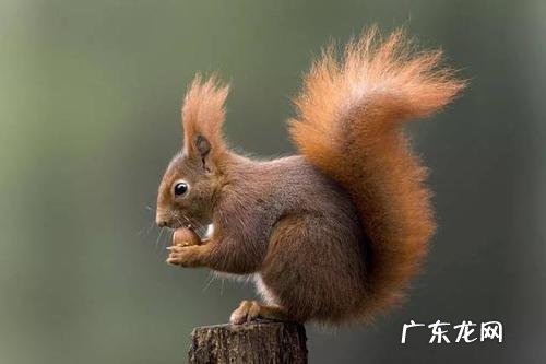 松鼠的尾巴有什么用处?
