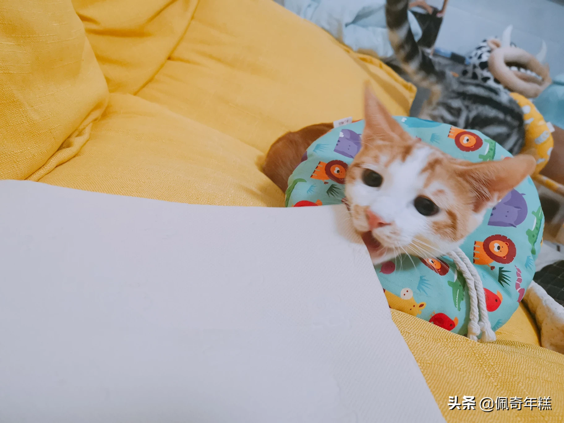 猫咪长癣怎么处理?