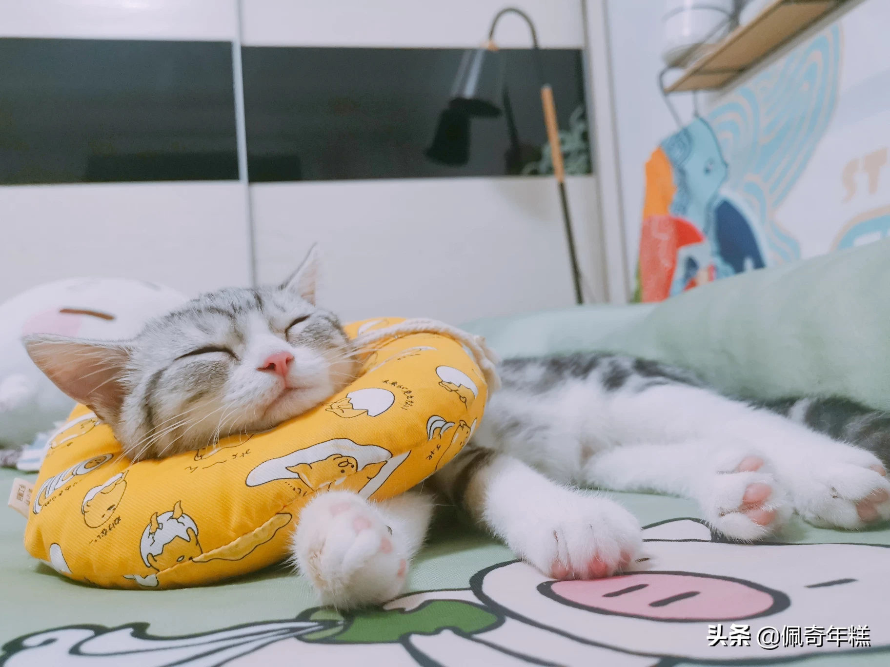 猫咪长癣怎么处理?