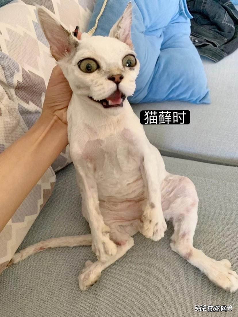 猫咪长癣怎么处理?