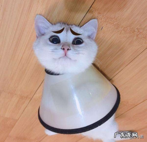 猫咪长癣怎么处理?
