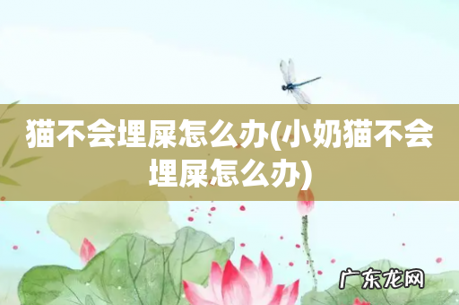 小奶猫不会埋屎怎么办 猫不会埋屎怎么办