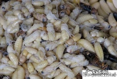 蜂蛹能治什么病 蜂蛹有什么风水