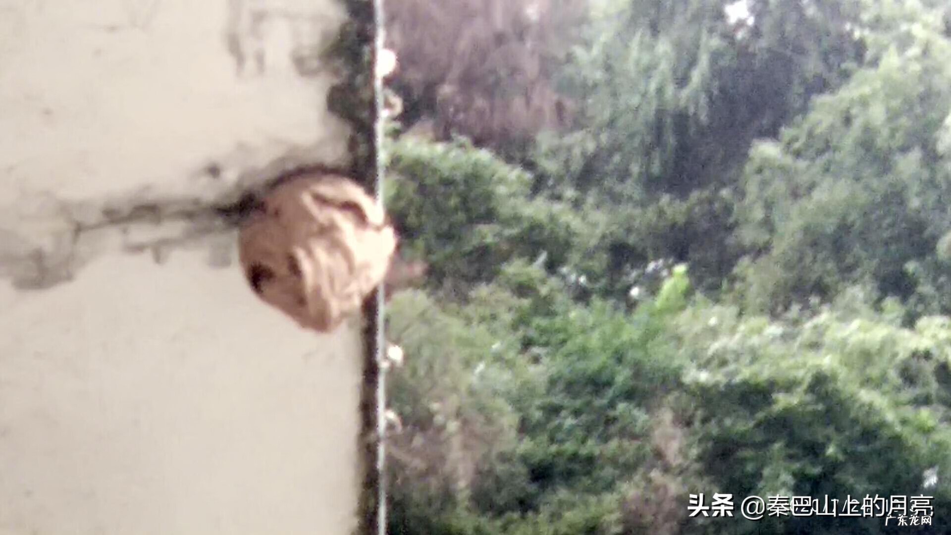 蜂蛹能治什么病 蜂蛹有什么风水