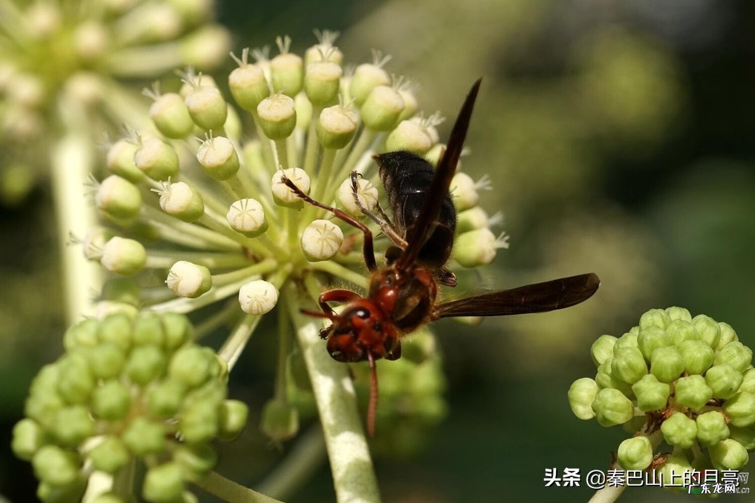 蜂蛹能治什么病 蜂蛹有什么风水