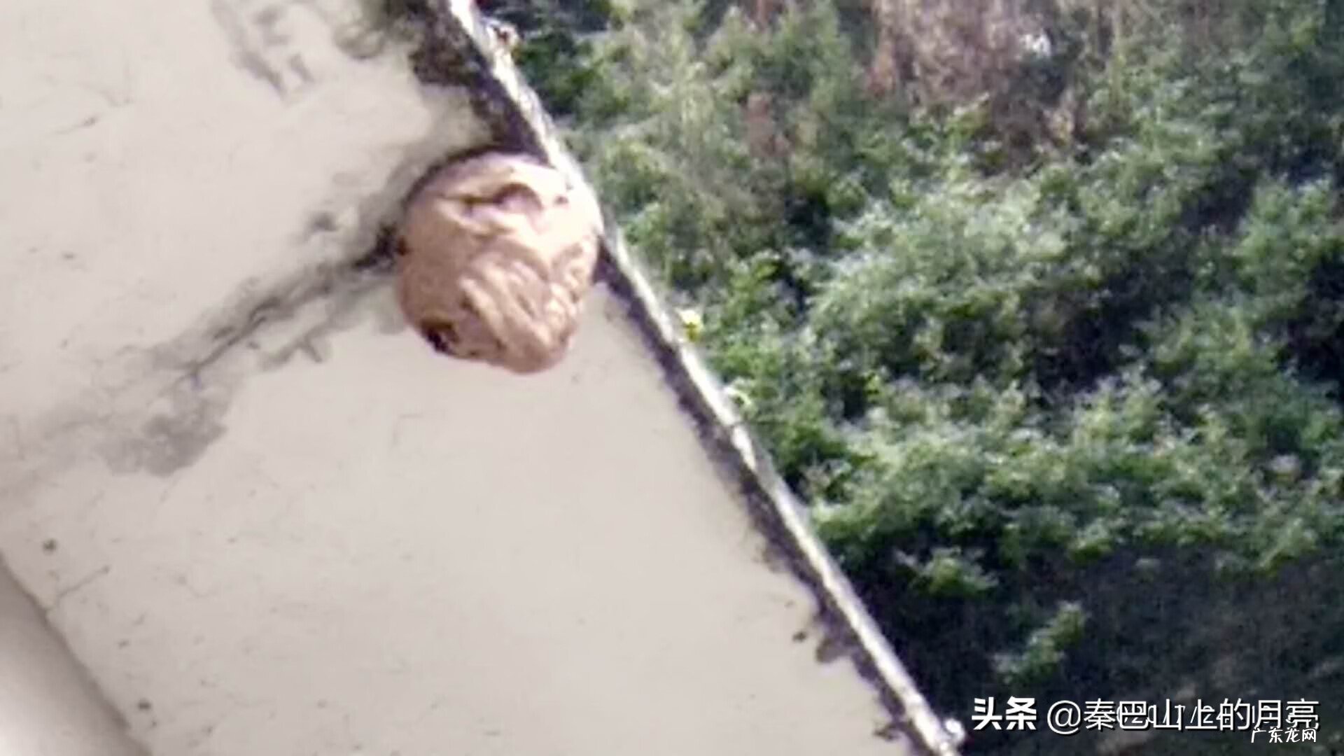 蜂蛹能治什么病 蜂蛹有什么风水