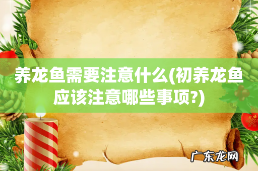 初养龙鱼应该注意哪些事项? 养龙鱼需要注意什么