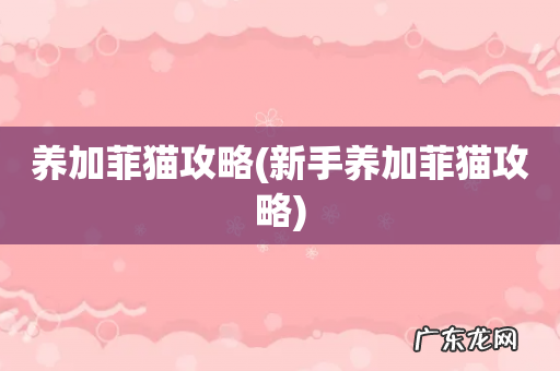 新手养加菲猫攻略 养加菲猫攻略