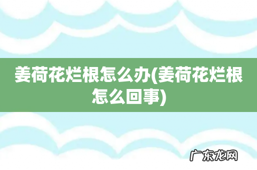 姜荷花烂根怎么回事 姜荷花烂根怎么办