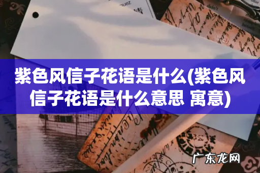 紫色风信子花语是什么意思 寓意 紫色风信子花语是什么
