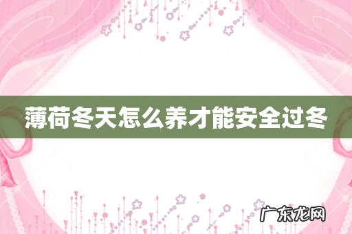 薄荷冬天怎么养才能安全过冬