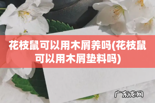 花枝鼠可以用木屑垫料吗 花枝鼠可以用木屑养吗