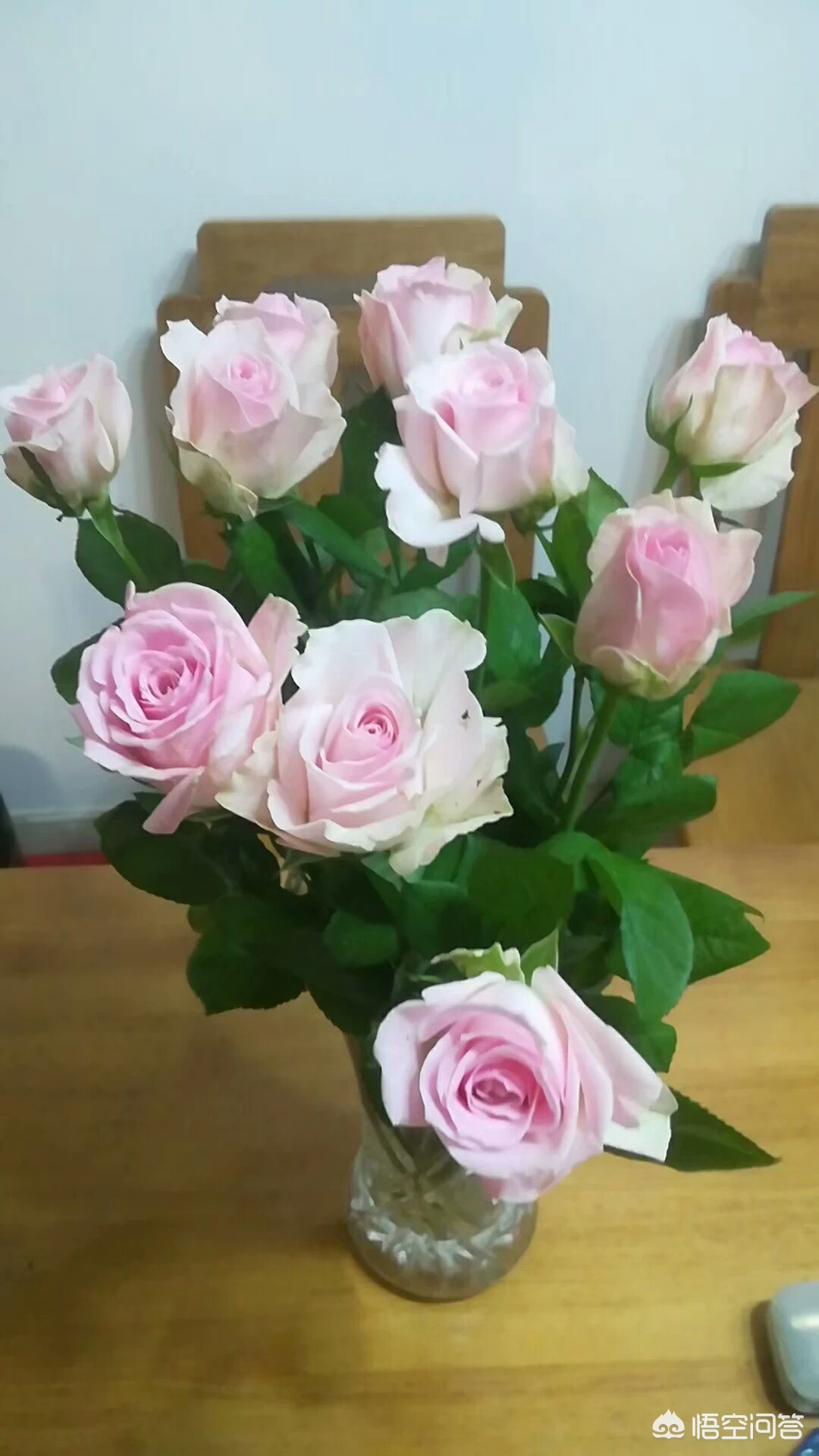 情人节有些花店里卖的所谓的"玫瑰"是什么品种的月季?怎么分辨真假“玫瑰”?