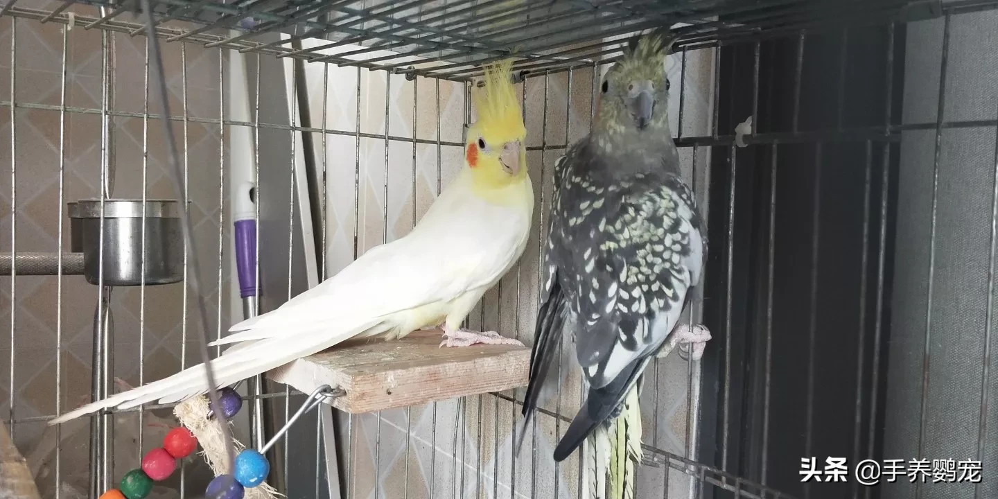 牡丹鹦鹉和玄凤哪个聪明?养哪个好?