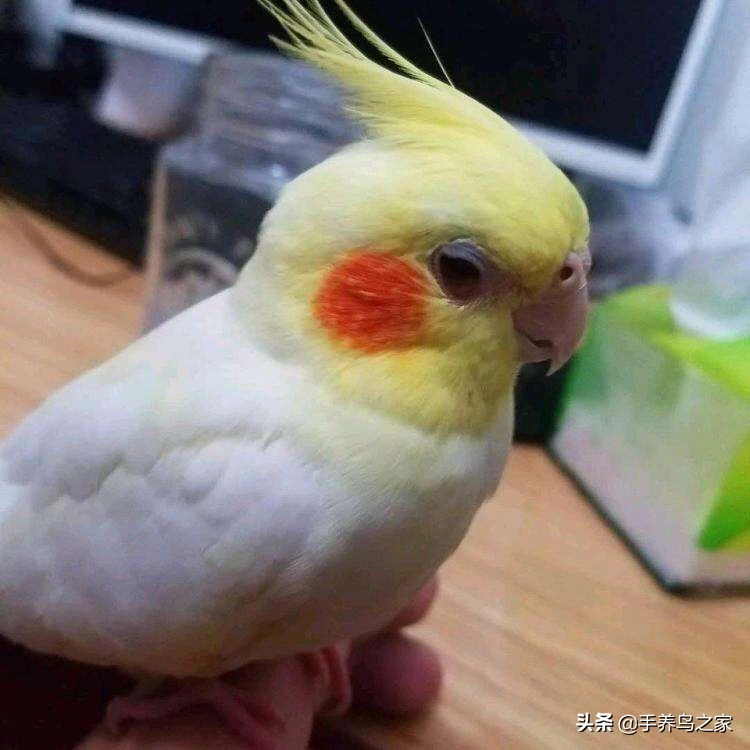 牡丹鹦鹉和玄凤哪个聪明？养哪个好？