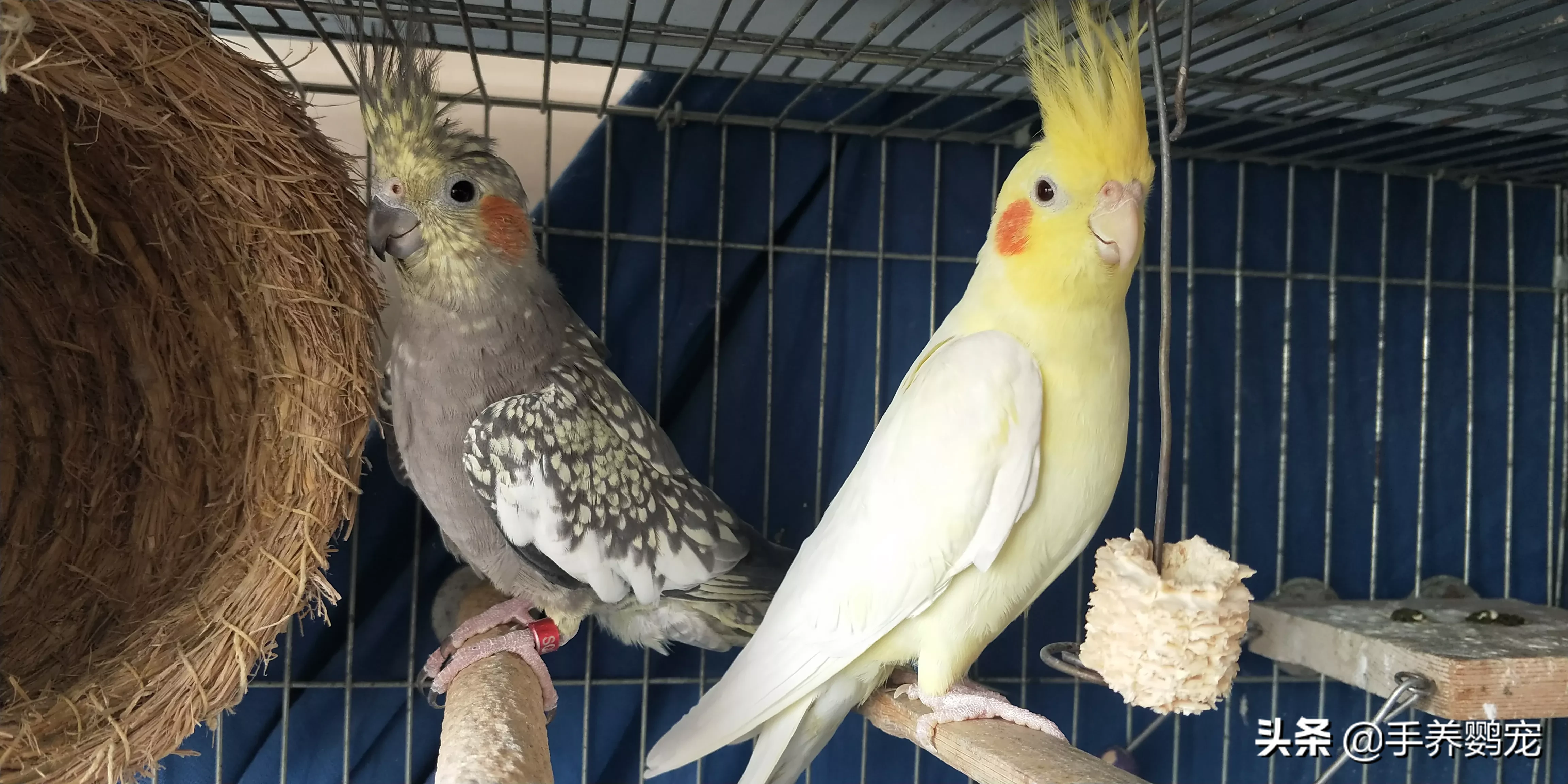 牡丹鹦鹉和玄凤哪个聪明?养哪个好?