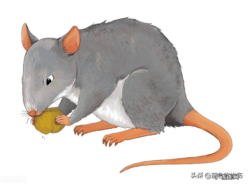 生肖鼠最怕的是什么?最不怕的是什么?