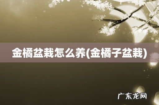 金橘子盆栽 金橘盆栽怎么养