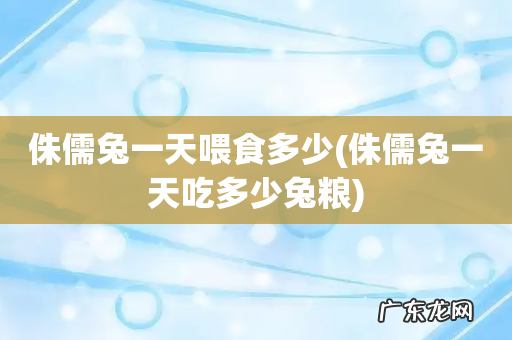 侏儒兔一天吃多少兔粮 侏儒兔一天喂食多少