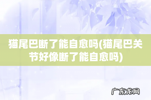 猫尾巴关节好像断了能自愈吗 猫尾巴断了能自愈吗