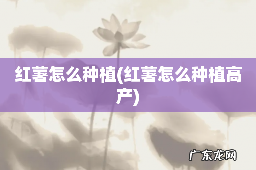 红薯怎么种植高产 红薯怎么种植