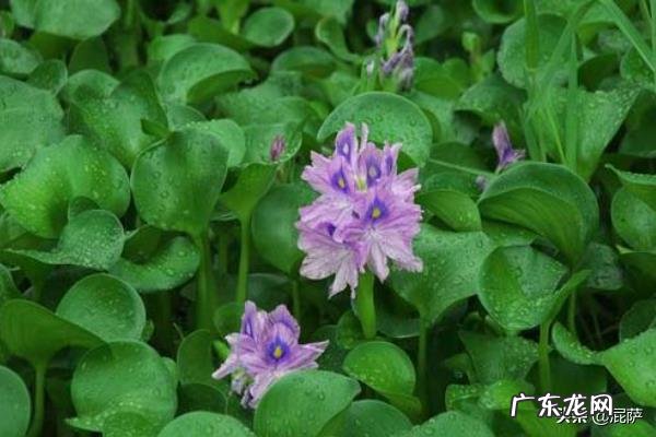 水生植物有什么？