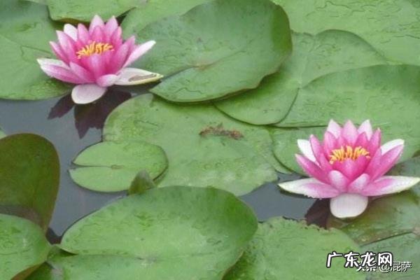 水生植物有什么？