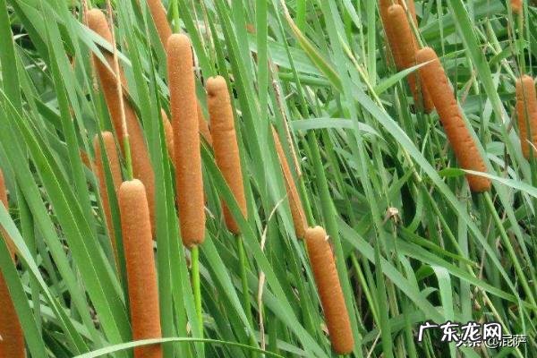 水生植物有什么？