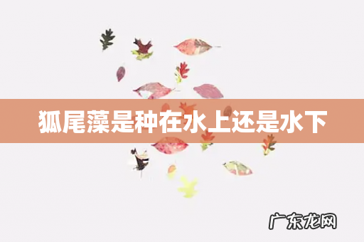 狐尾藻是种在水上还是水下