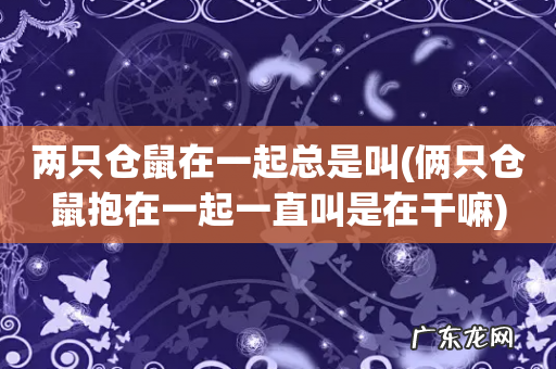 俩只仓鼠抱在一起一直叫是在干嘛 两只仓鼠在一起总是叫