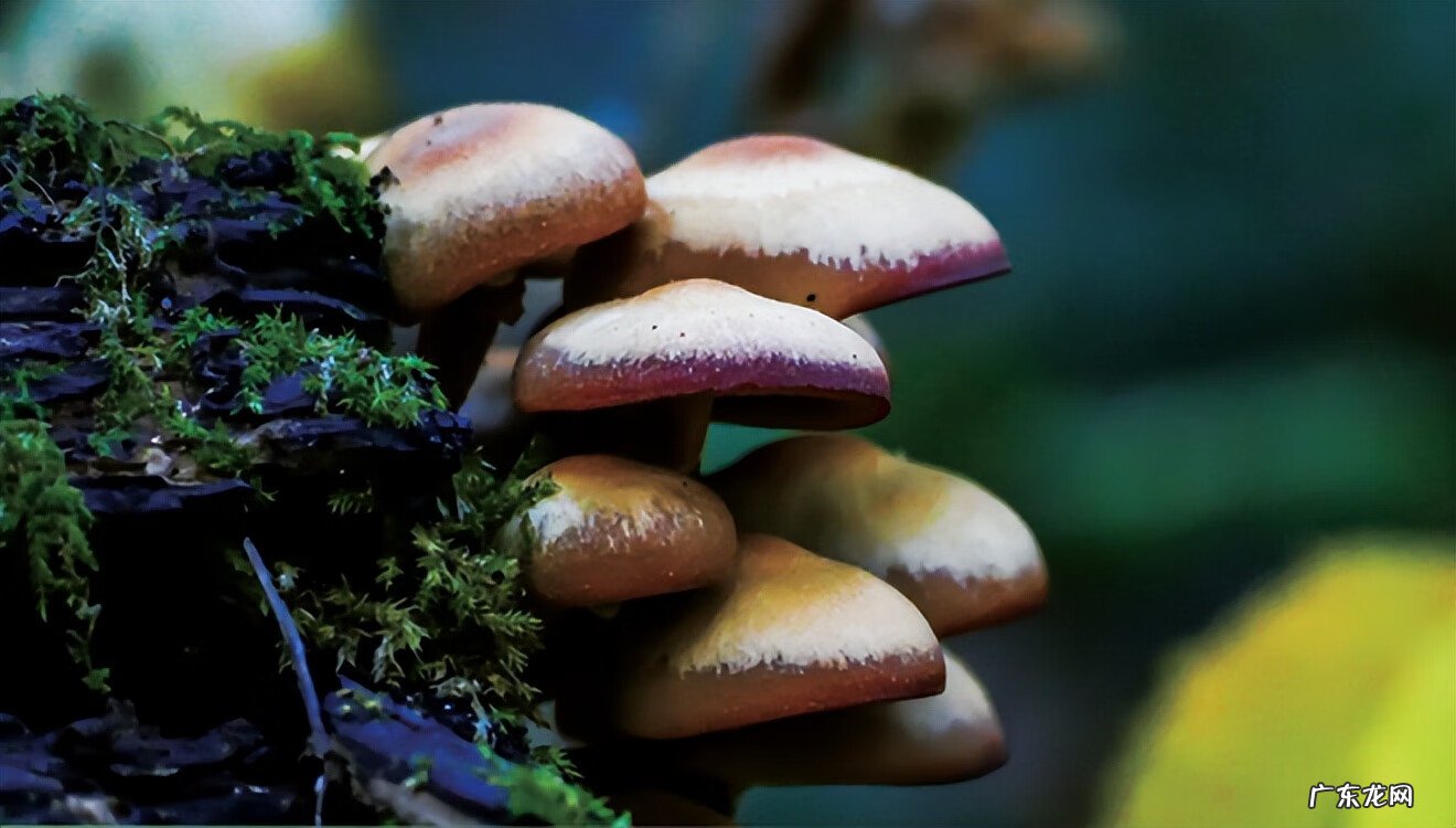 孕早期营养不良怎么办 刚怀孕营养不良怎么办