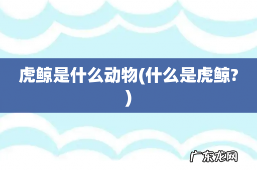 什么是虎鲸? 虎鲸是什么动物