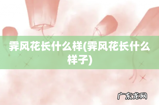 霁风花长什么样子 霁风花长什么样