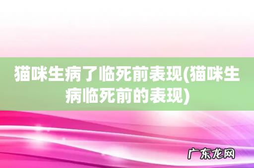 猫咪生病临死前的表现 猫咪生病了临死前表现