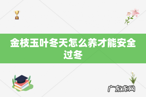 金枝玉叶冬天怎么养才能安全过冬
